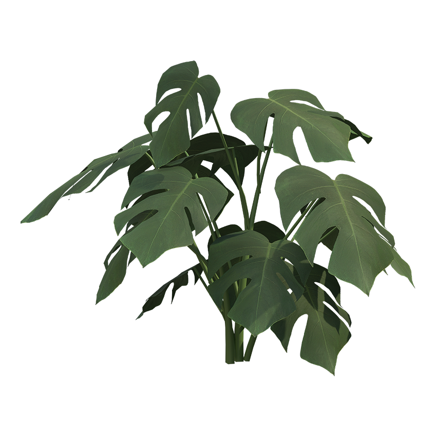 Monstera deliciosa - Split-Leaf Philodendron 02